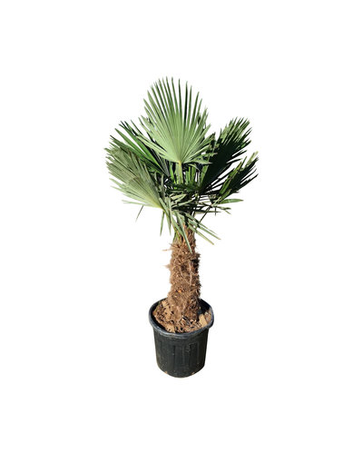 Trachycarpus fortunei stamhoogte 70 cm