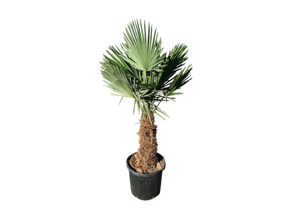 Trachycarpus fortunei stamhoogte 70 cm