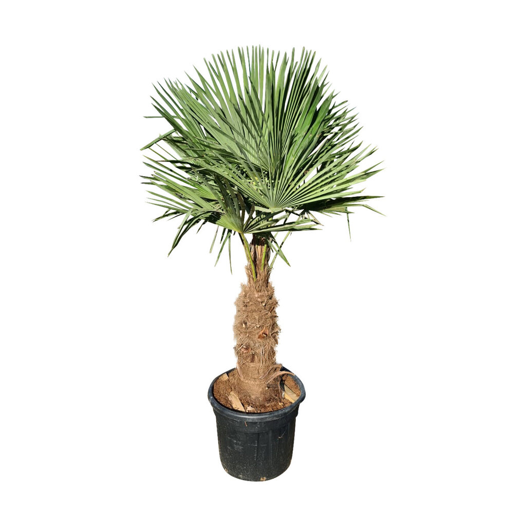 Trachycarpus fortunei stamhoogte 70 cm
