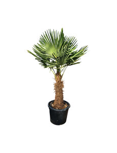 Trachycarpus fortunei stamhoogte 75 cm