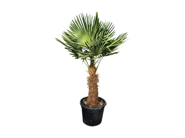 Trachycarpus fortunei stamhoogte 75 cm