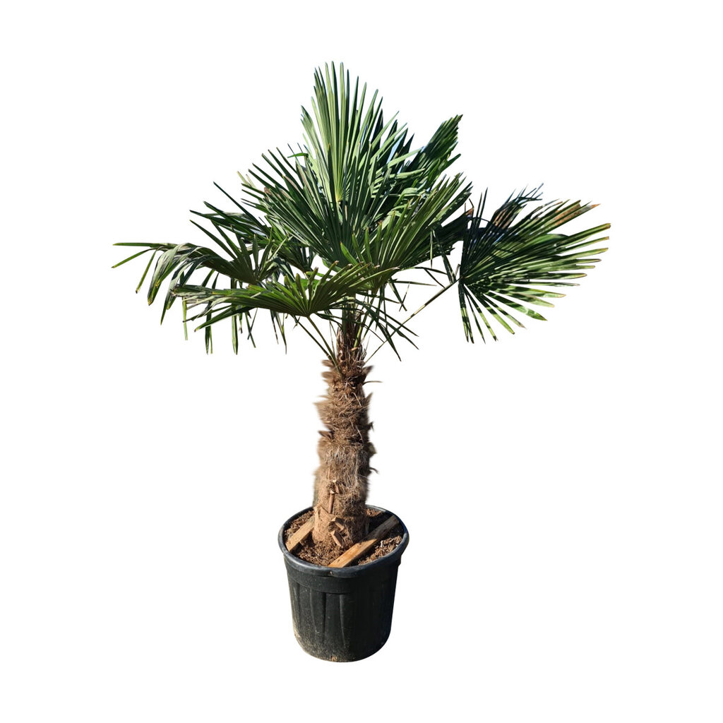 Trachycarpus fortunei stamhoogte 80 cm