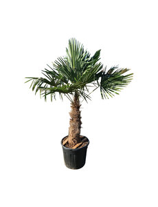 Trachycarpus fortunei stamhoogte 80 cm