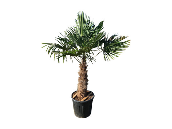 Trachycarpus fortunei stamhoogte 80 cm