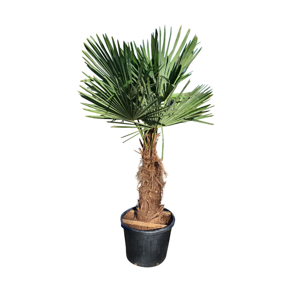 Trachycarpus fortunei stamhoogte 80 cm
