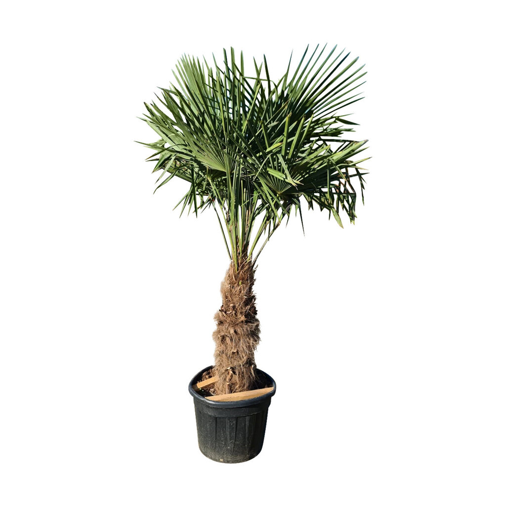 Trachycarpus fortunei stamhoogte 85 cm