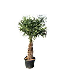 Trachycarpus fortunei stamhoogte 85 cm