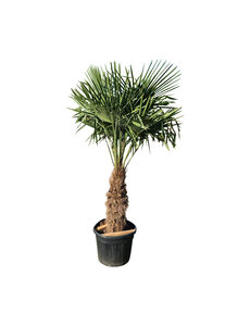 Trachycarpus fortunei stamhoogte 85 cm