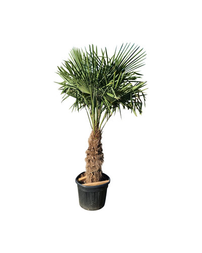Trachycarpus fortunei stamhoogte 85 cm