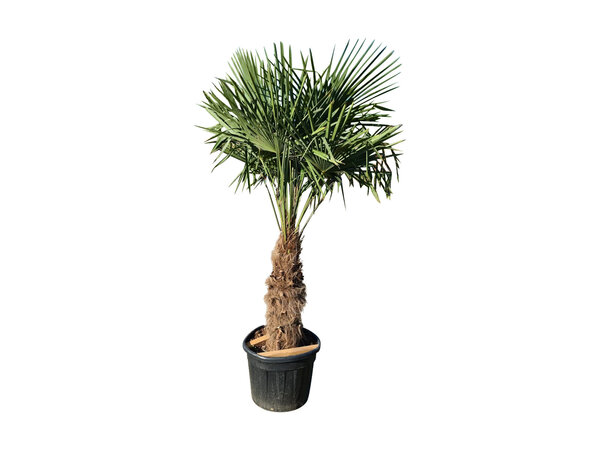 Trachycarpus fortunei stamhoogte 85 cm
