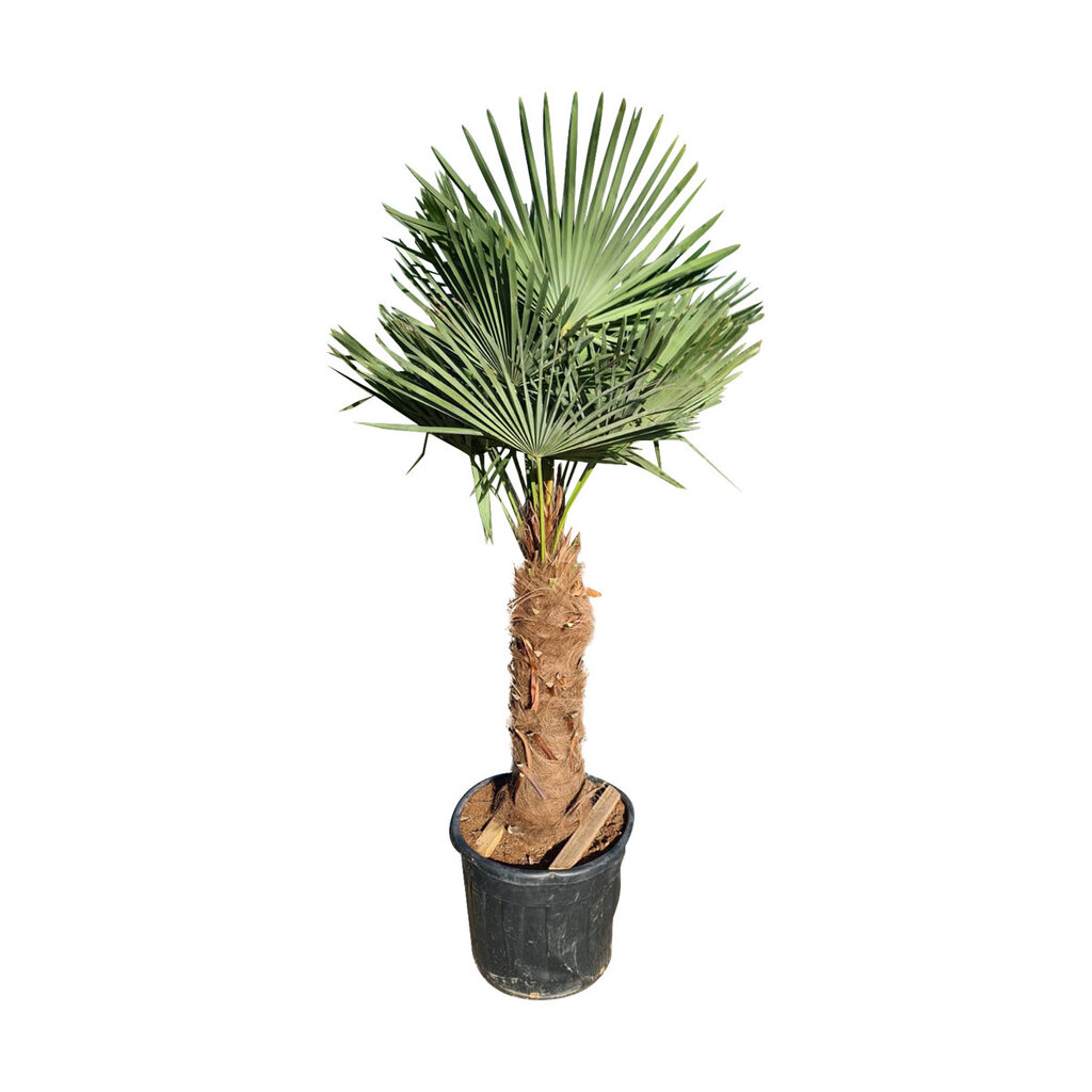 Trachycarpus fortunei stamhoogte 85 cm