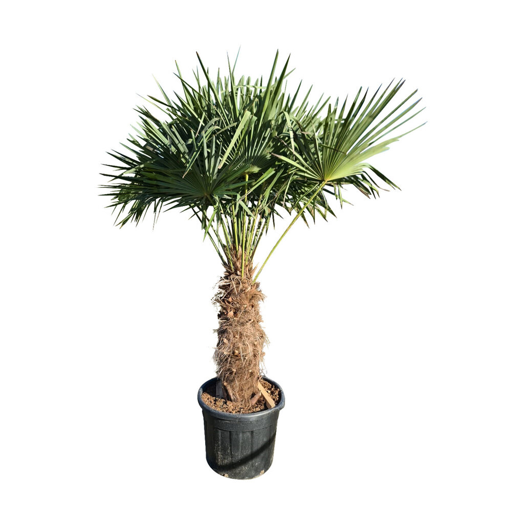 Trachycarpus fortunei stamhoogte 85 cm