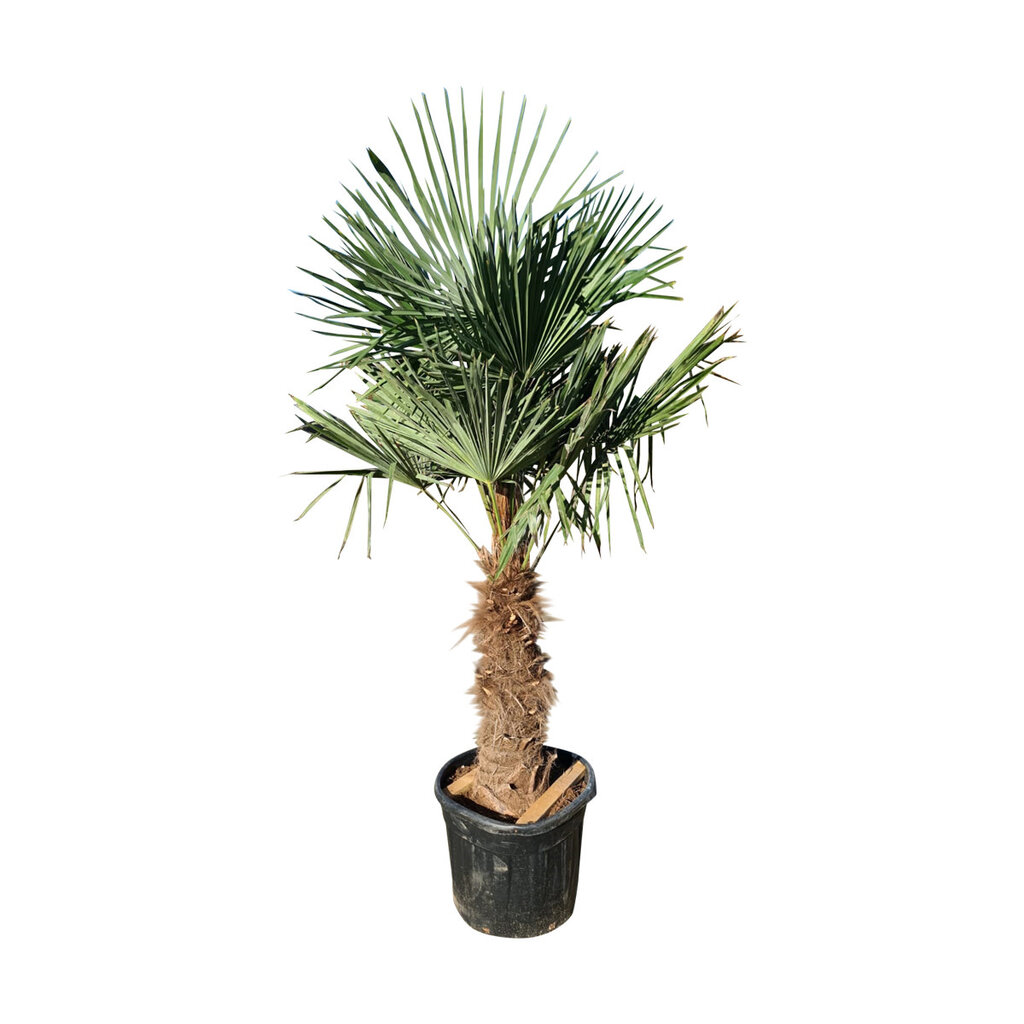 Trachycarpus fortunei stamhoogte 90 cm