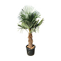 Trachycarpus fortunei stamhoogte 90 cm