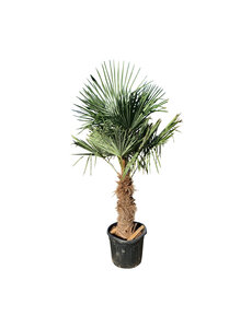 Trachycarpus fortunei stamhoogte 90 cm