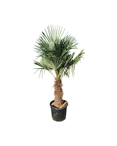 Trachycarpus fortunei stamhoogte 90 cm