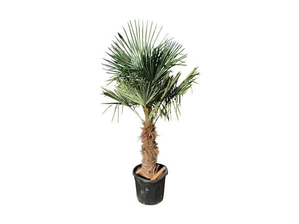 Trachycarpus fortunei stamhoogte 90 cm