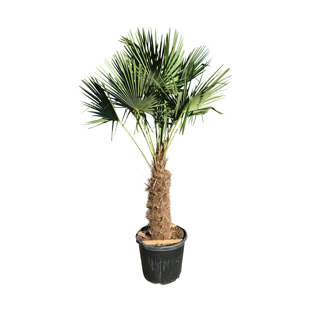 Trachycarpus fortunei stamhoogte 90 cm