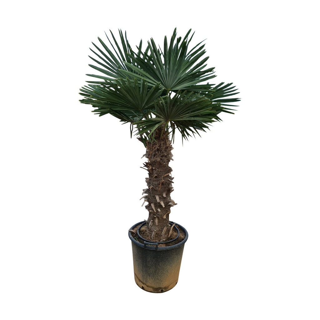 Trachycarpus fortunei stamhoogte 90 cm