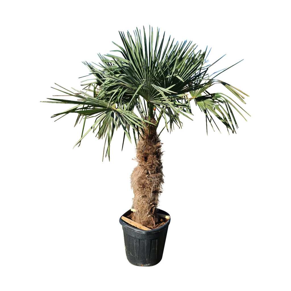 Trachycarpus fortunei 95cm