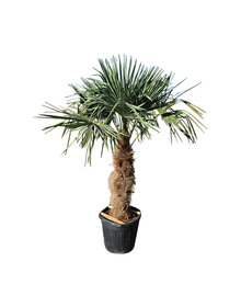 Trachycarpus fortunei 95cm