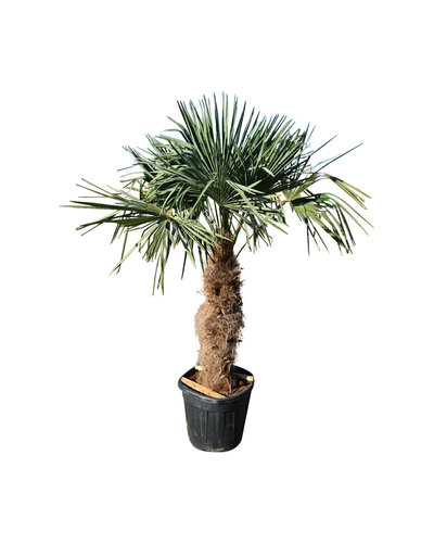  Trachycarpus fortunei stamhoogte 95 cm