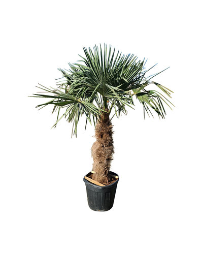Trachycarpus fortunei 95cm