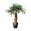 Trachycarpus fortunei 95cm