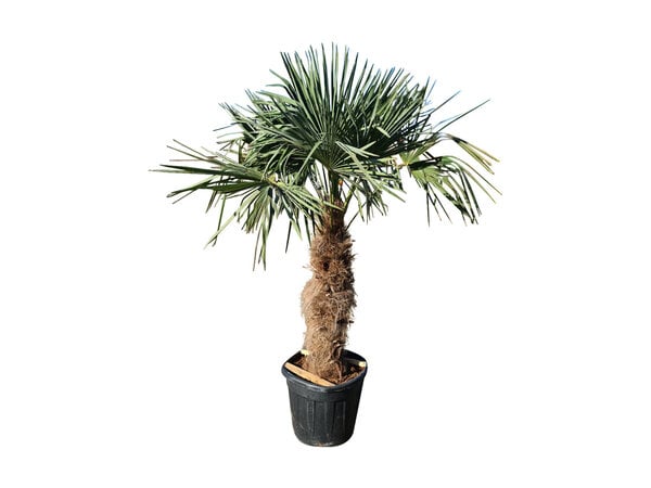Trachycarpus fortunei 95cm