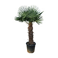 Trachycarpus fortunei stamhoogte 105 cm