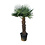 Trachycarpus fortunei stamhoogte 105 cm
