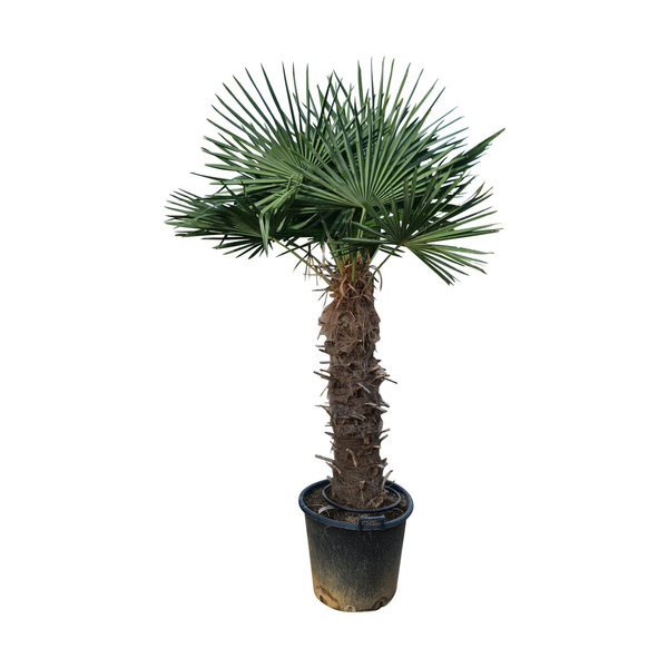 Trachycarpus fortunei stamhoogte 105 cm