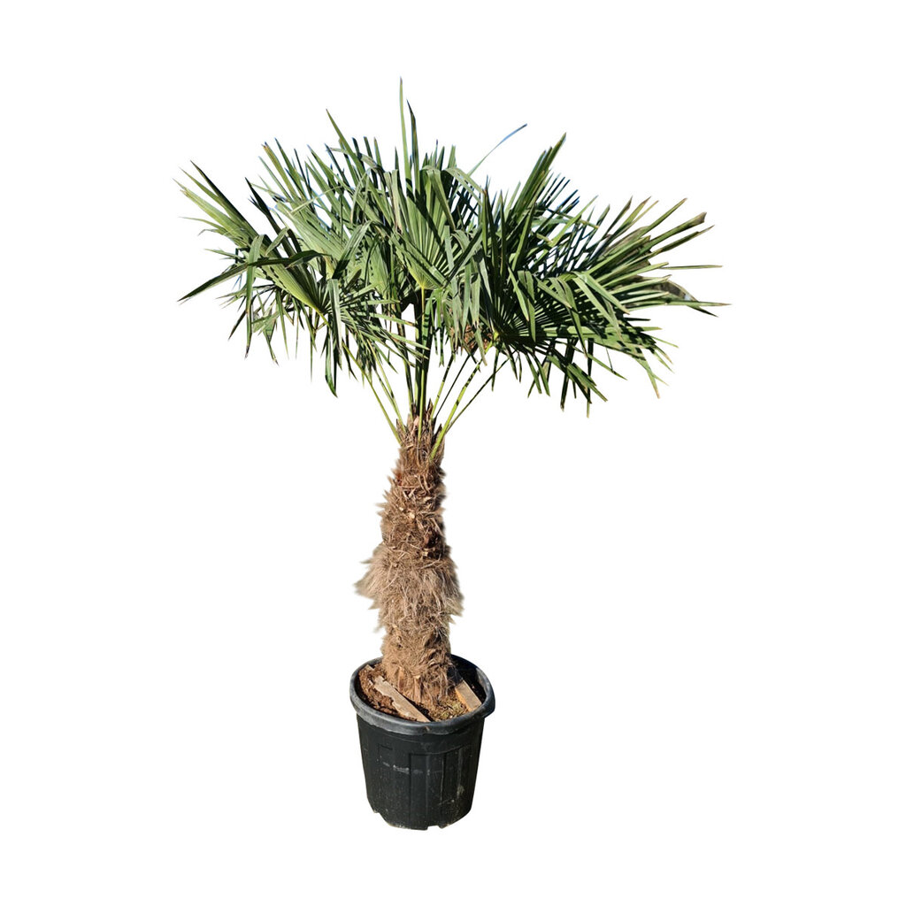 Trachycarpus fortunei stamhoogte 105 cm