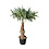 Trachycarpus fortunei stamhoogte 105 cm