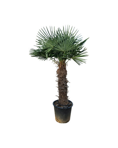 Trachycarpus fortunei stamhoogte 110 cm
