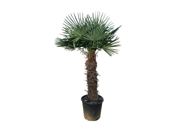 Trachycarpus fortunei stamhoogte 110 cm