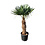 Trachycarpus fortunei stamhoogte 110 cm