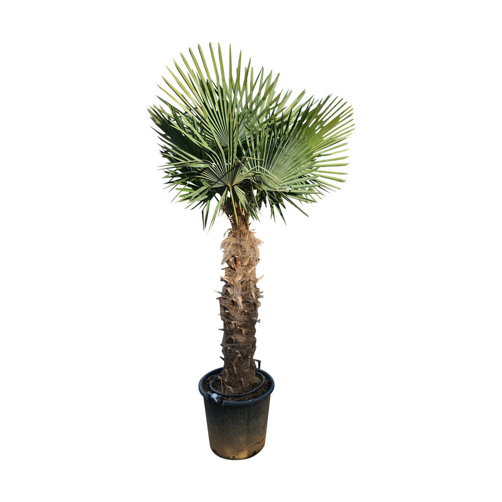 Trachycarpus fortunei stamhoogte 115 cm