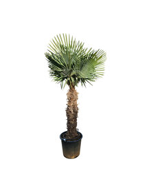 Trachycarpus fortunei stamhoogte 115 cm