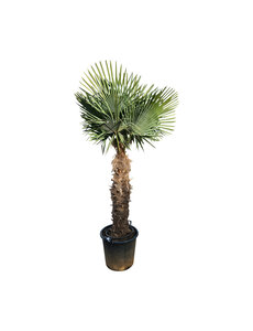 Trachycarpus fortunei stamhoogte 115 cm