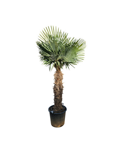 Trachycarpus fortunei stamhoogte 115 cm