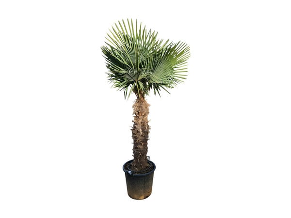 Trachycarpus fortunei stamhoogte 115 cm