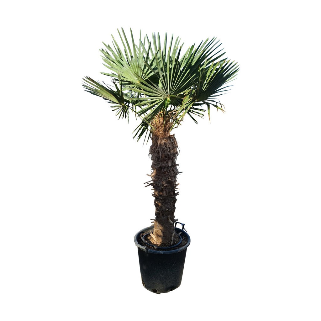 Trachycarpus fortunei stamhoogte 115 cm