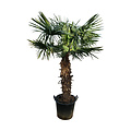 Trachycarpus fortunei stamhoogte 120 cm