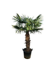 Trachycarpus fortunei stamhoogte 120 cm