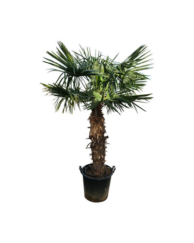 Trachycarpus fortunei stamhoogte 120 cm