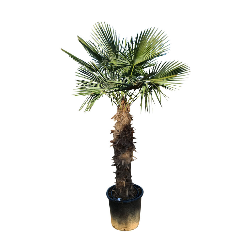 Trachycarpus fortunei stamhoogte 125 cm
