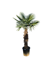 Trachycarpus fortunei stamhoogte 125 cm