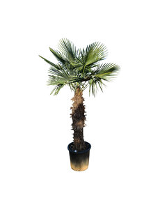 Trachycarpus fortunei stamhoogte 125 cm