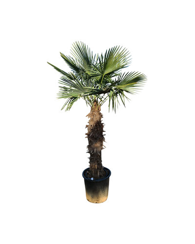 Trachycarpus fortunei stamhoogte 125 cm